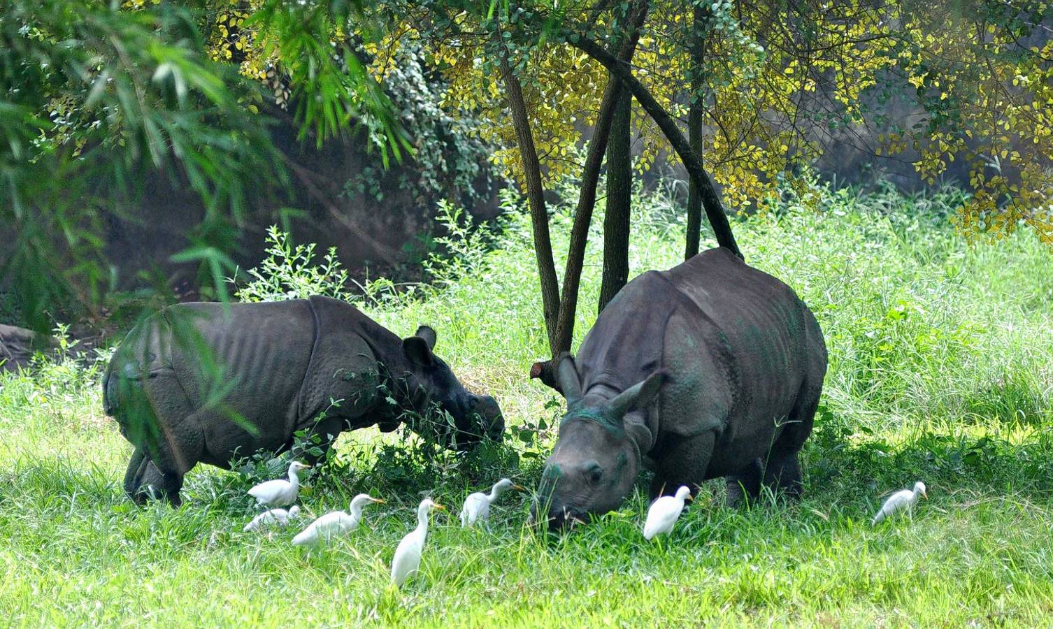 Corbett Hunters (Previously Known As Taarini Corbett)